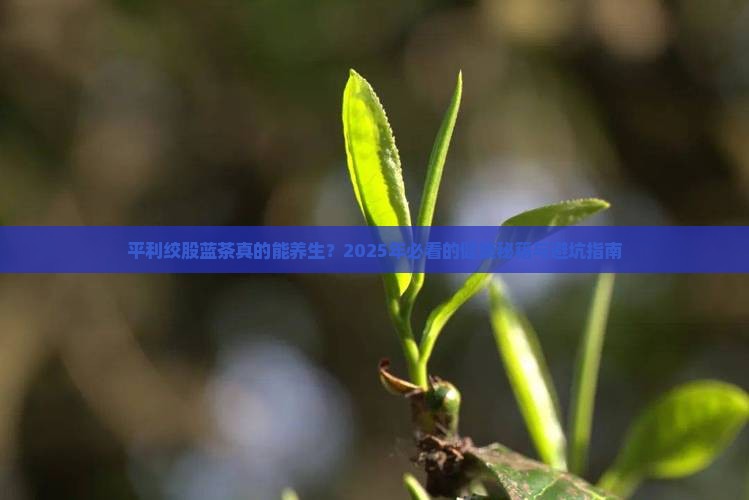 平利绞股蓝茶的功效与作用