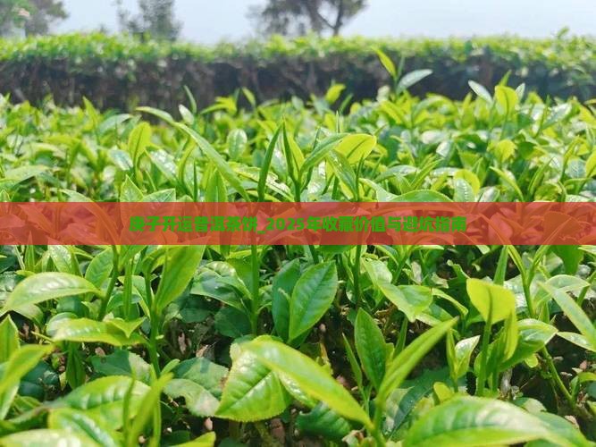 庚子开运普洱茶饼