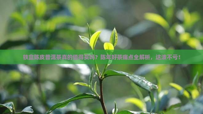 铁盒陈皮普洱茶