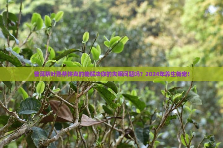 普洱茶叶熟茶饼
