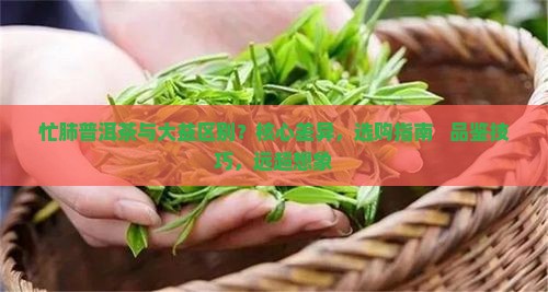 忙肺普洱茶与大益区别