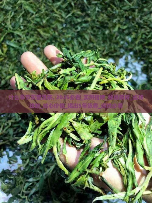 什么季节买普洱茶