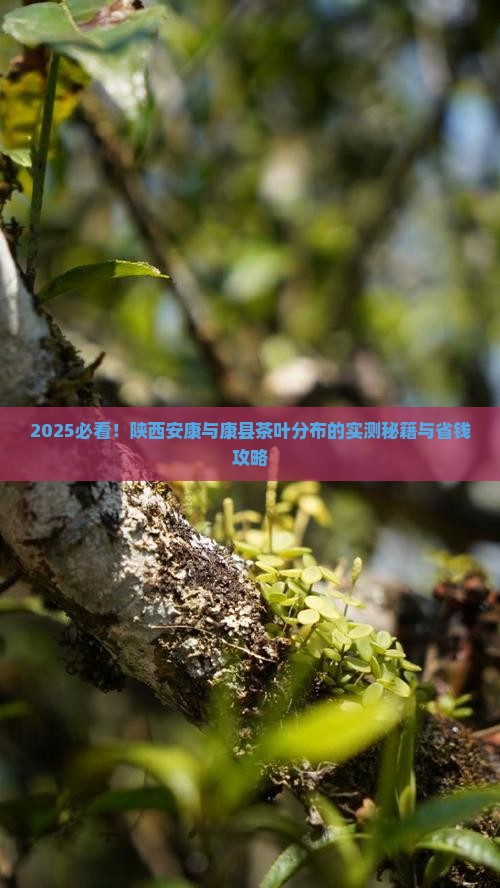 陕西安康茶叶康县茶叶分布