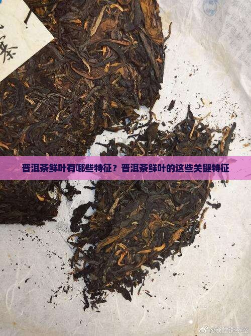 普洱茶鲜叶有哪些特征