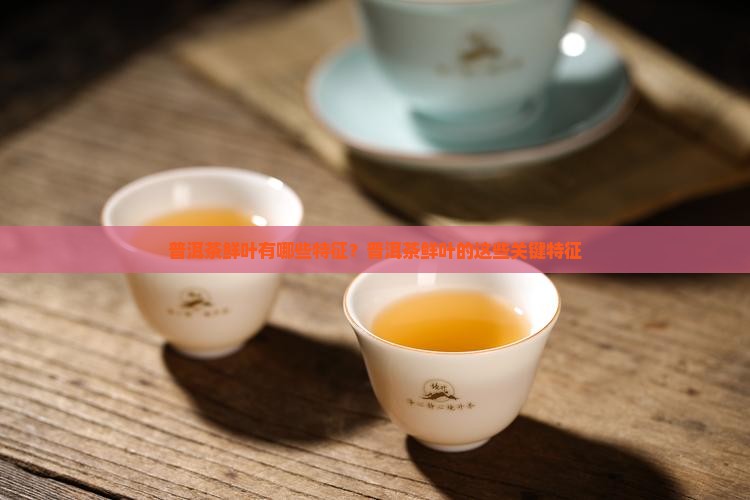 普洱茶鲜叶有哪些特征