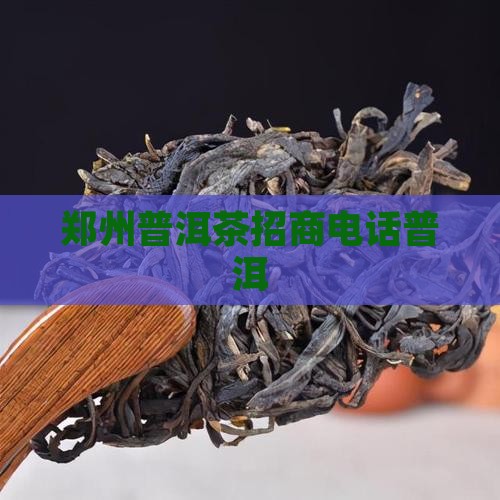郑州可靠的普洱茶招商电话