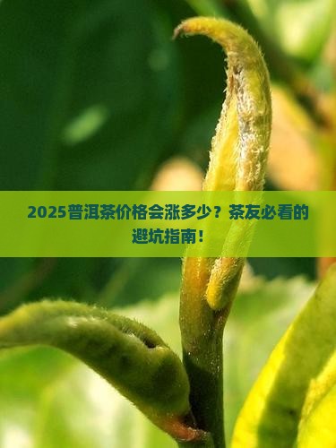 普洱茶明年价钱是多少