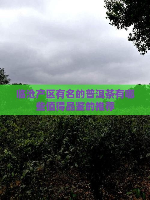 临沧产区有名的普洱茶