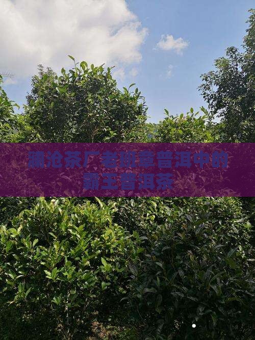 澜沧茶厂老班章