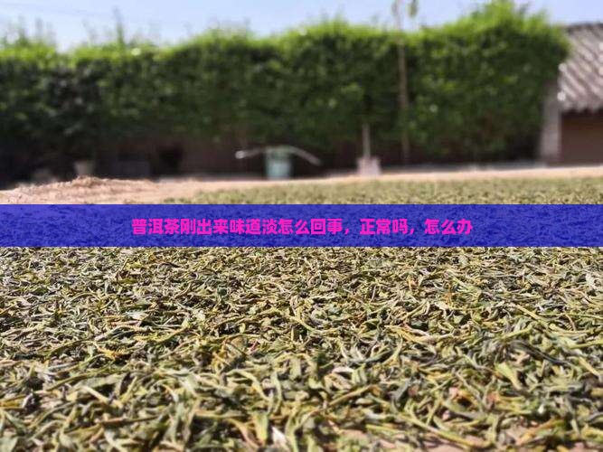 普洱茶刚出来味道淡
