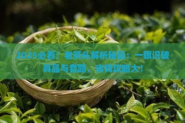 怎样识别老茶头