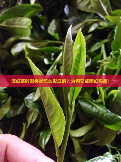 滇红茶的蜜香是怎么形成的 滇红茶的蜜香是怎么形成的