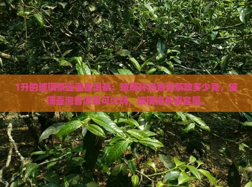 1升的玻璃茶壶泡普洱茶