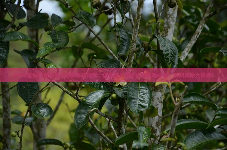 勐海印象熟茶小方砖