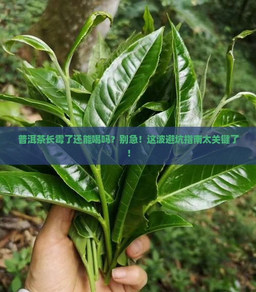 普洱茶看起来发霉还能喝吗 普洱茶看起来发霉还能喝吗
