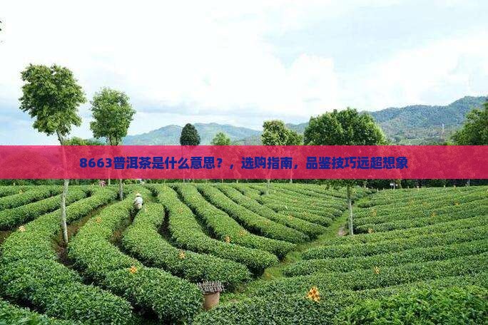 8663普洱茶是什么意思