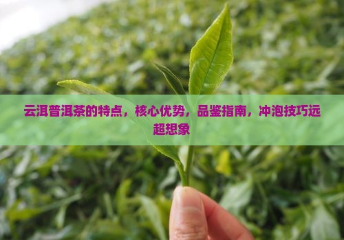 云洱普洱茶的特点