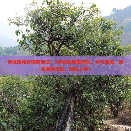 普洱茶和青柑的泡法