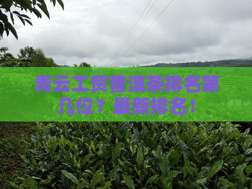 青云工贸普洱茶排名第几位