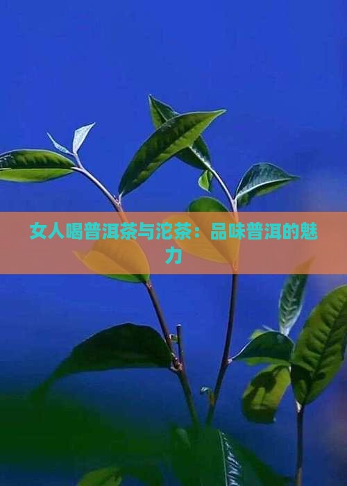 女士喝普洱茶小沱茶