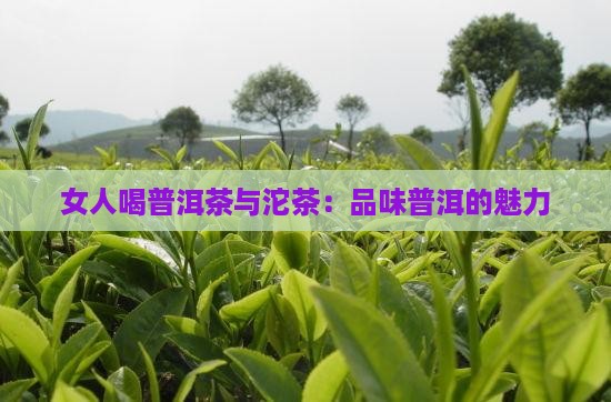 女士喝普洱茶小沱茶