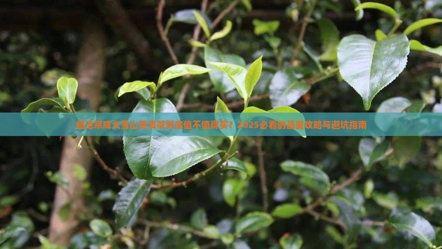 临沧宗成大雪山普洱茶