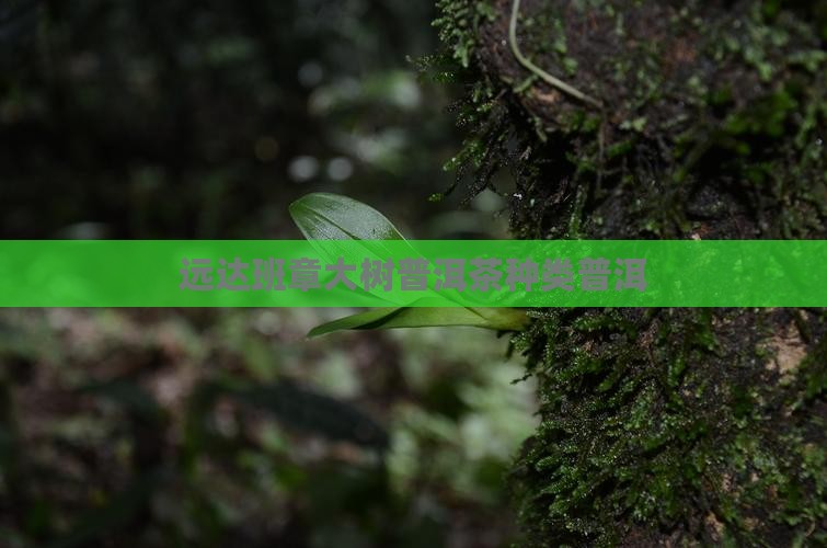 远达班章大树普洱茶