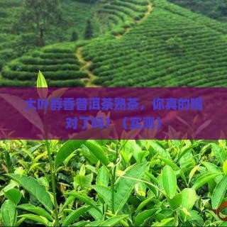 大叶醇香普洱茶熟茶 大叶醇香普洱茶熟茶