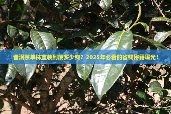 普洱茶单株盒装价格多少