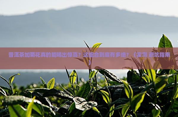 普洱茶加菊花有什么效果