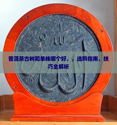 普洱茶古树和单株哪个好