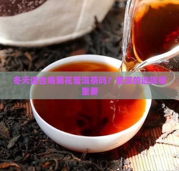冬天喝菊花普洱茶好吗