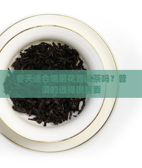 冬天喝菊花普洱茶好吗