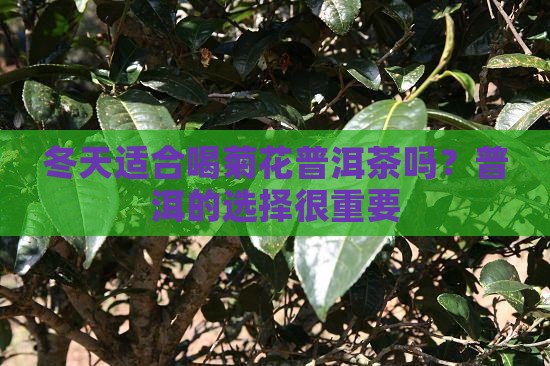 冬天喝菊花普洱茶好吗