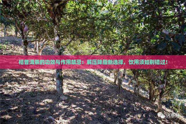 桔普洱茶的功效与作用禁忌