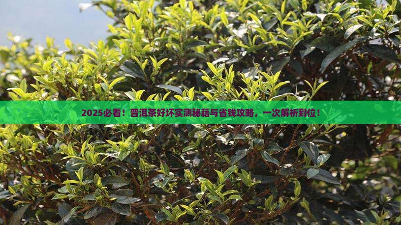 怎么快速识别普洱茶的好坏