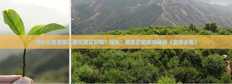 普洱茶又好喝又香又甜的原因