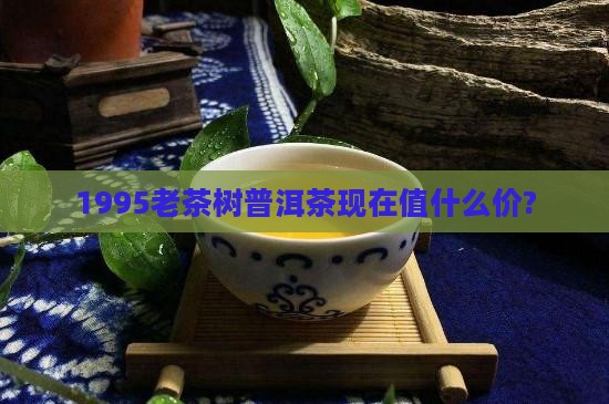 1995老茶树普洱茶