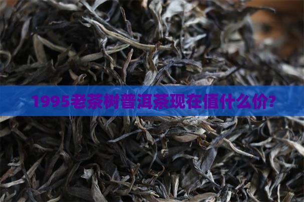 1995老茶树普洱茶
