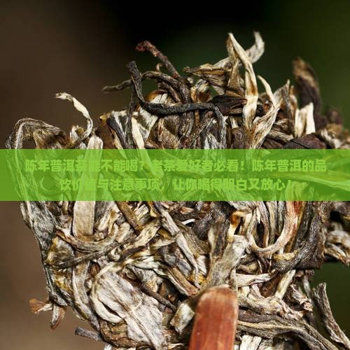 陈年普洱茶能不能喝
