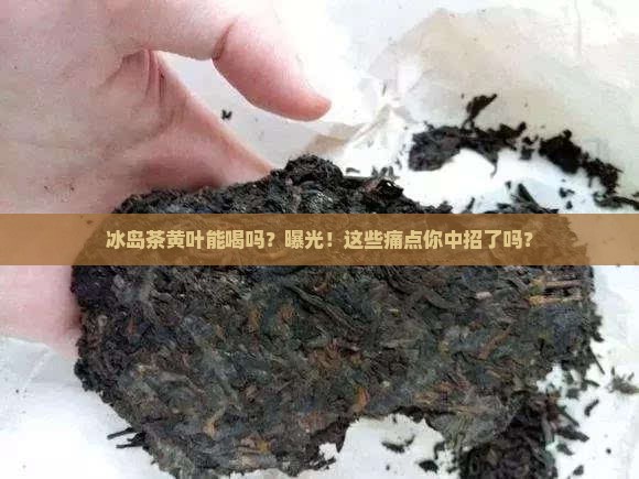 冰岛茶黄叶能喝吗