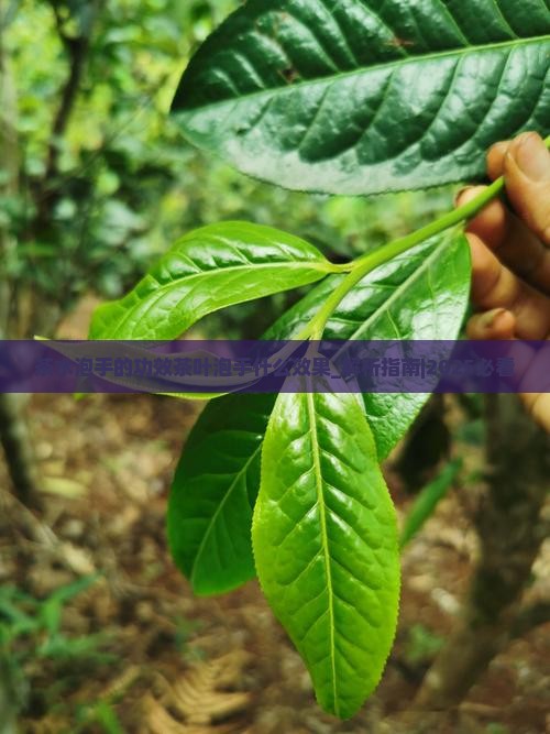 茶水泡手的功效茶叶泡手什么效果