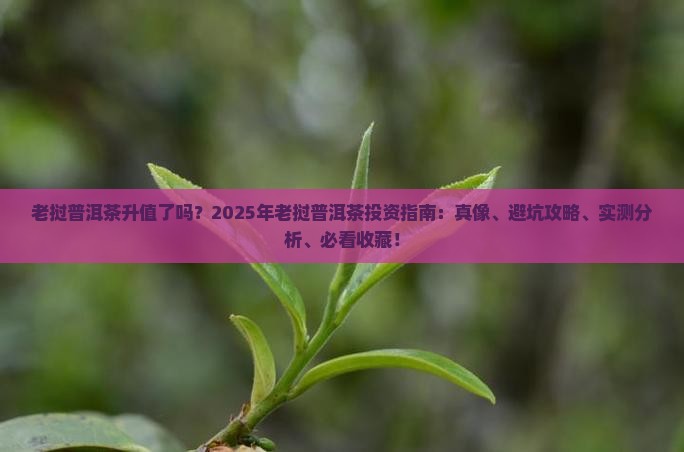 老挝普洱茶升值