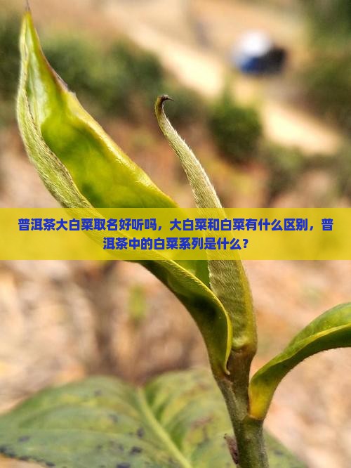 普洱茶取名大白菜好听吗