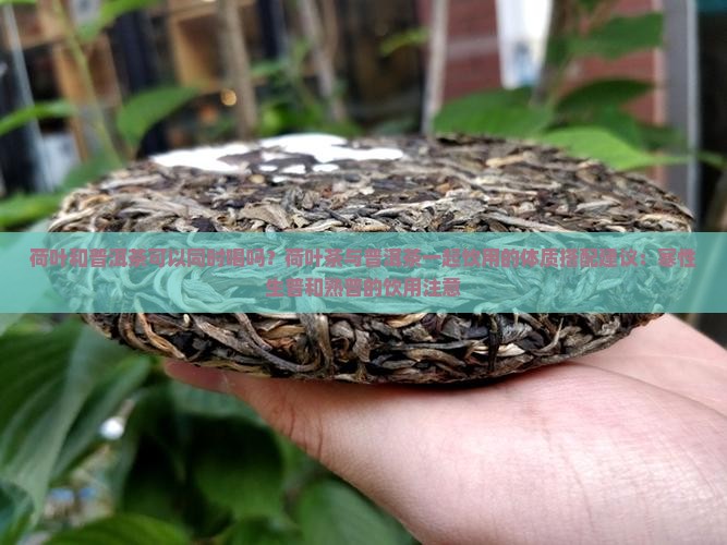 荷叶和普洱茶可以同时喝吗