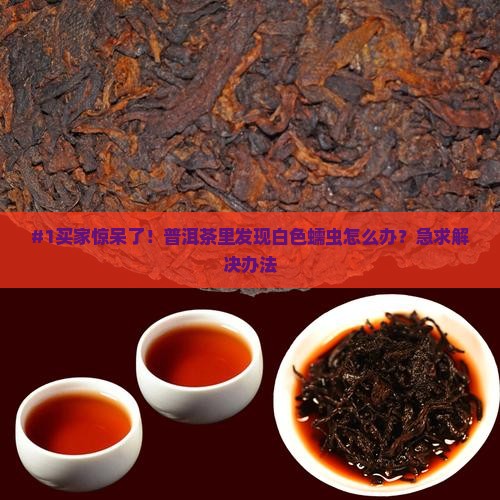 普洱茶白色蠕虫