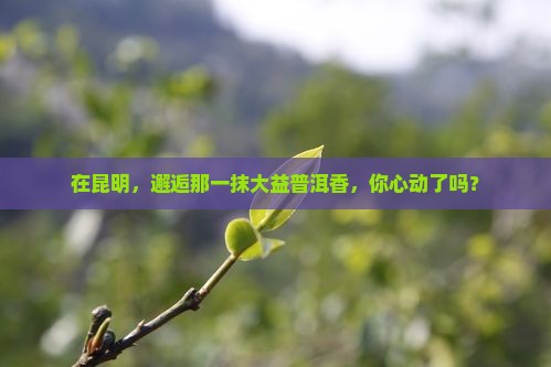大益普洱茶昆明