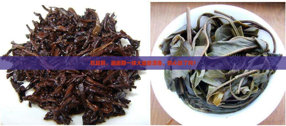 大益普洱茶昆明