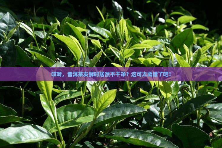 普洱茶发酵时不干净