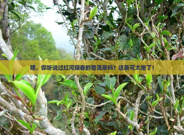 红河绿春普洱茶